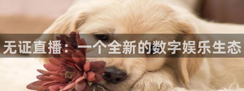 绿茵足球：无证直播：一个全新的数字娱乐生态